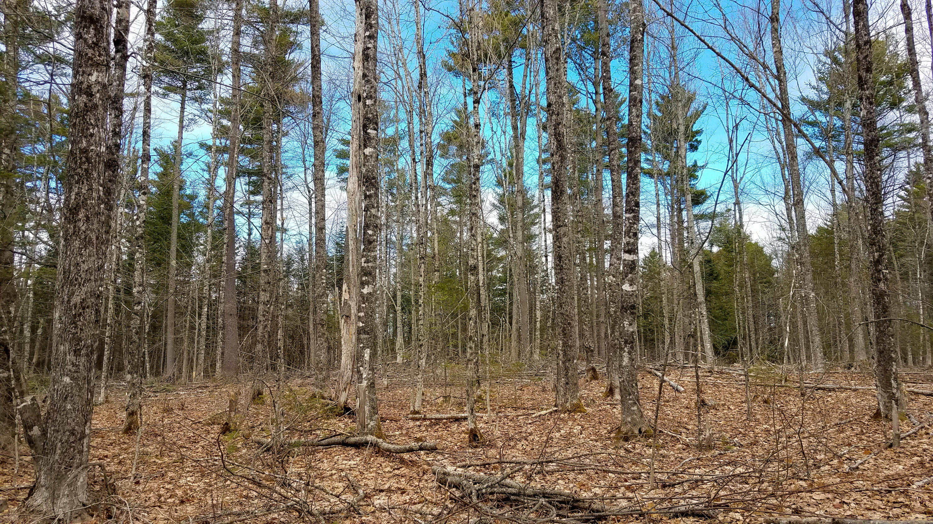 Lot 28 Charleston Road Dexter, ME 04930 - Photo 5 of 18 Lot 28 (15 of 15)