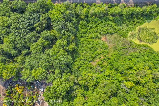 a view of a lush green forest