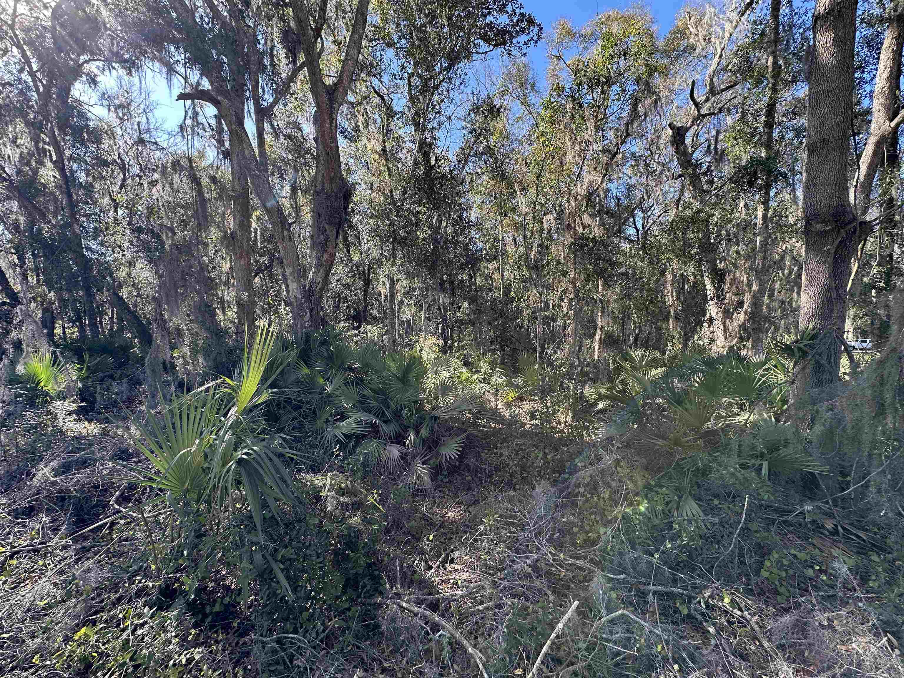 0 Indian Mound Road Satsuma, FL 32189 - Photo 10 of 18 a close up of a plant in a garden