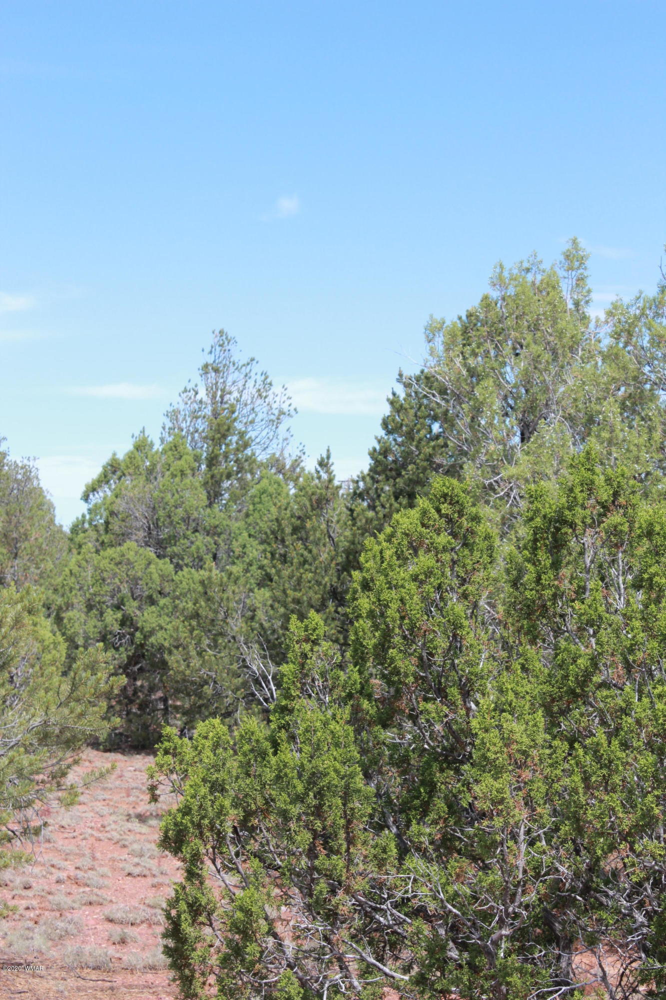 14a St Aripine Az 85933 Overgaard, AZ 85933 - Photo 11 of 35 a view of a forest with a tree in the background