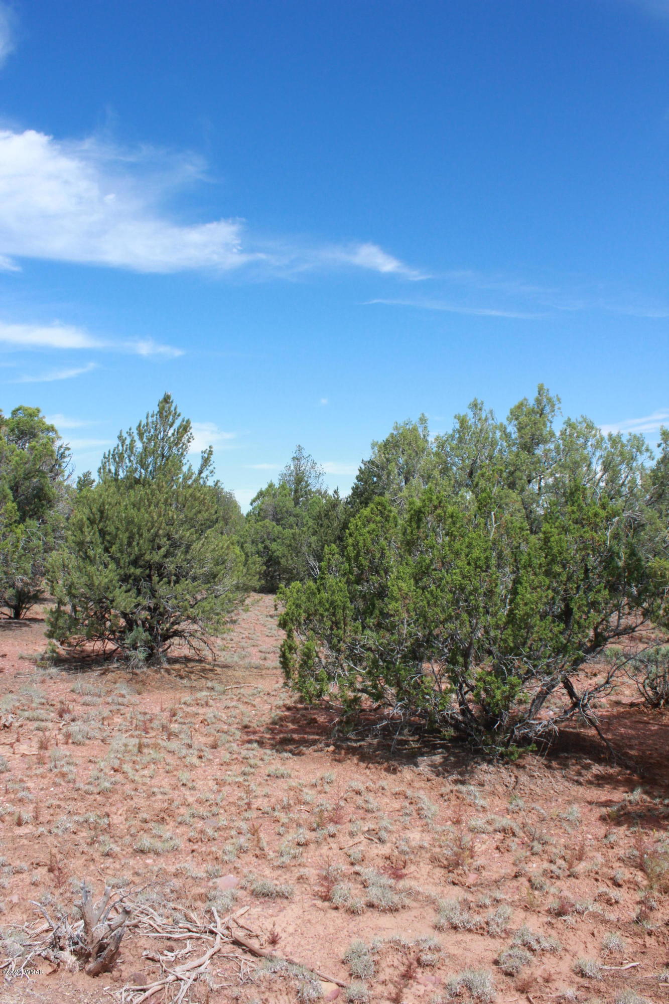 14a St Aripine Az 85933 Overgaard, AZ 85933 - Photo 12 of 35 a view of a yard with a tree
