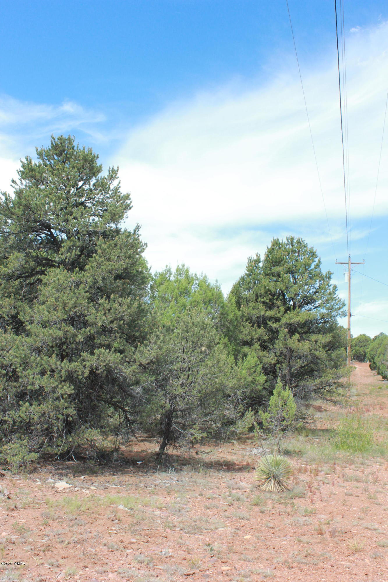14a St Aripine Az 85933 Overgaard, AZ 85933 - Photo 14 of 35 a view of a yard with an tree