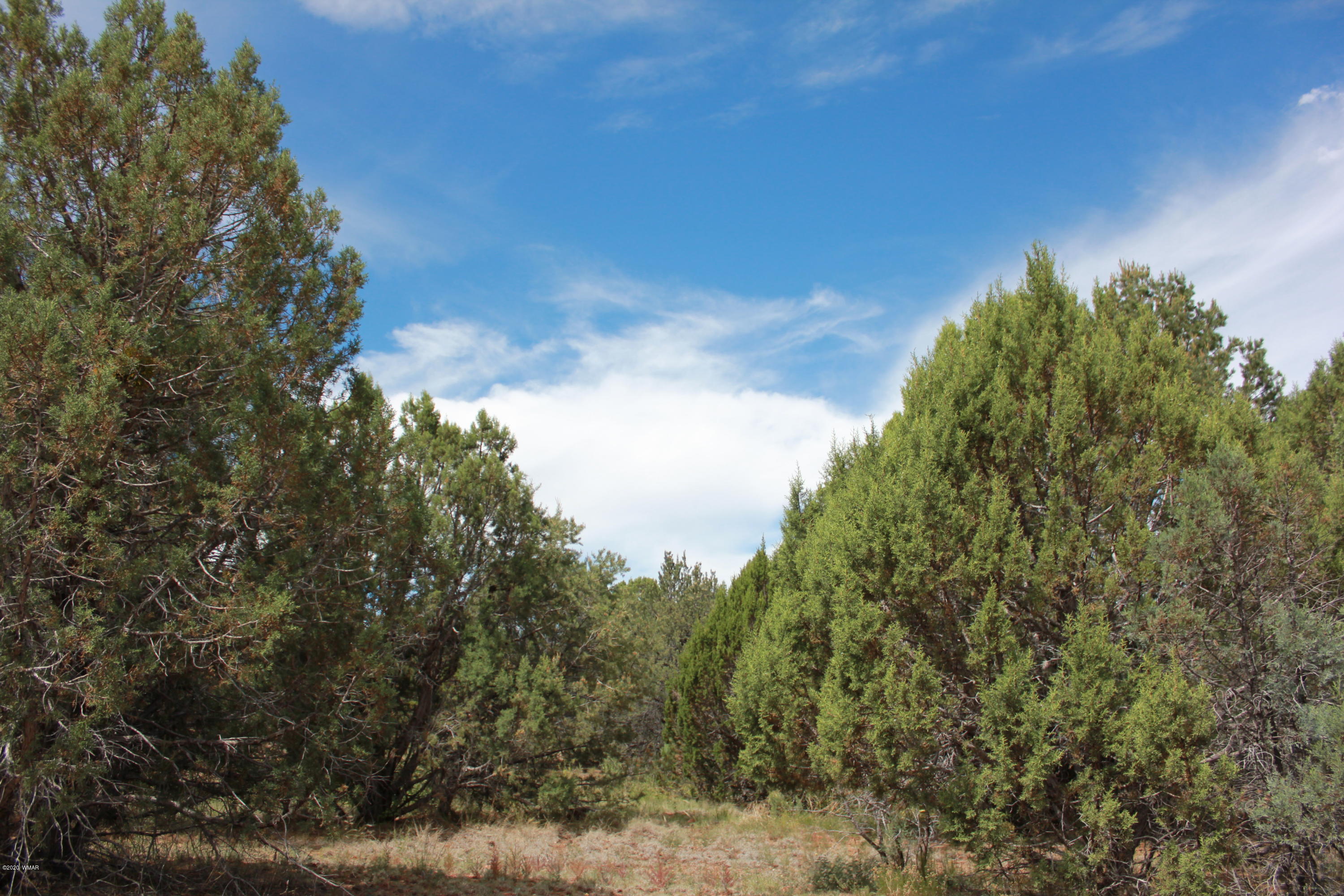 14a St Aripine Az 85933 Overgaard, AZ 85933 - Photo 15 of 35 a view of a yard