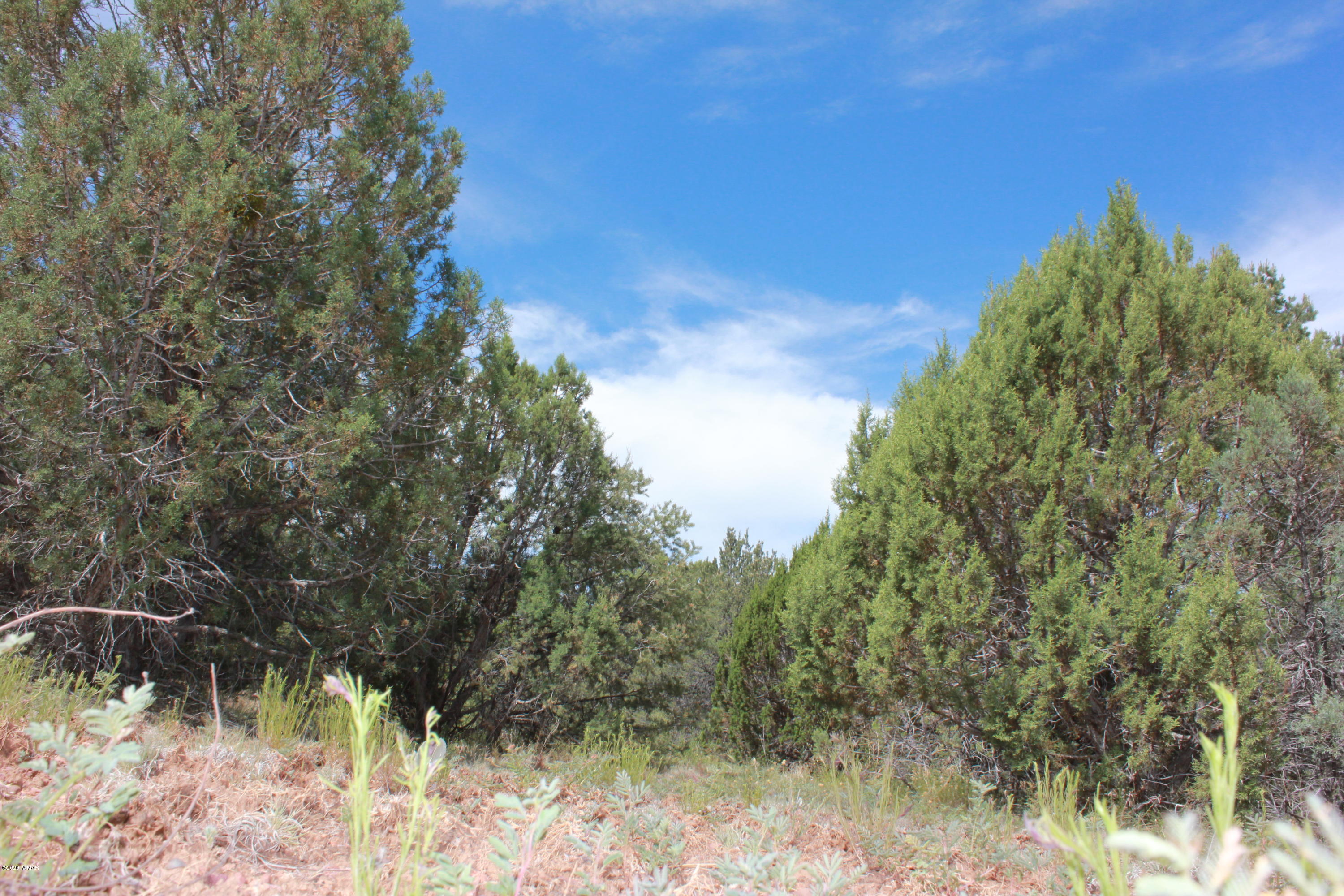 14a St Aripine Az 85933 Overgaard, AZ 85933 - Photo 16 of 35 a view of a yard with a tree