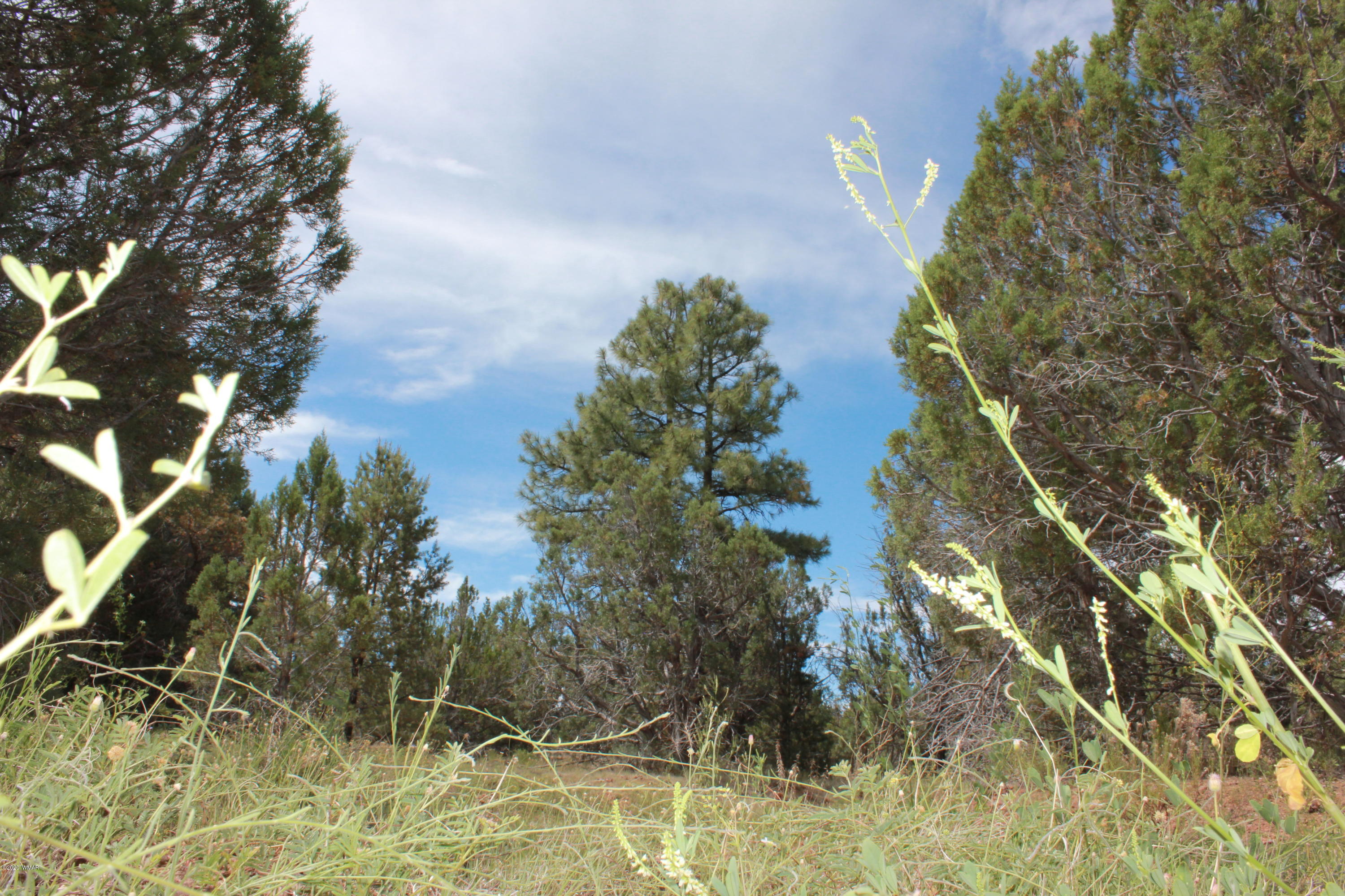 14a St Aripine Az 85933 Overgaard, AZ 85933 - Photo 17 of 35