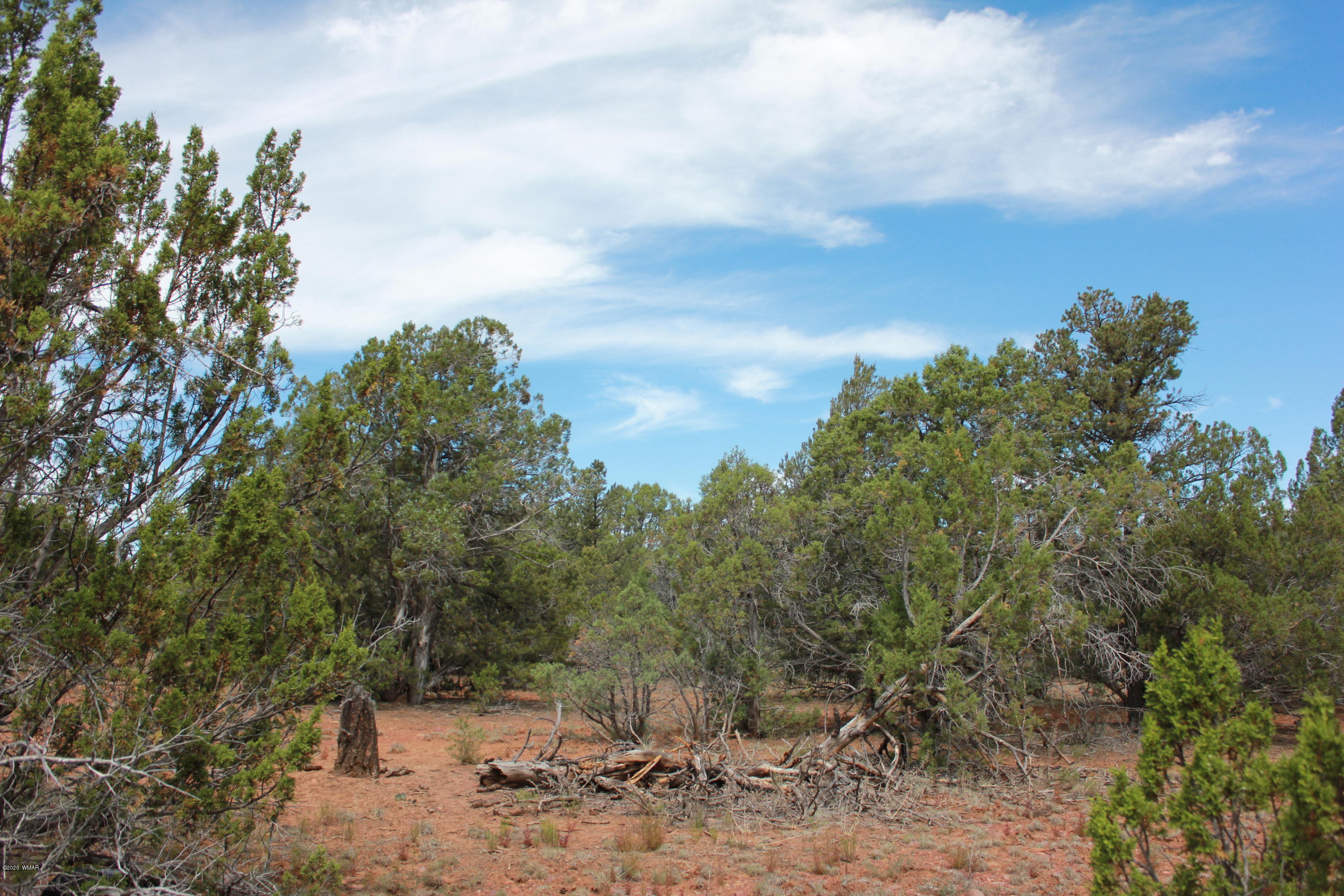 14a St Aripine Az 85933 Overgaard, AZ 85933 - Photo 20 of 35 a view of a forest with trees in the background