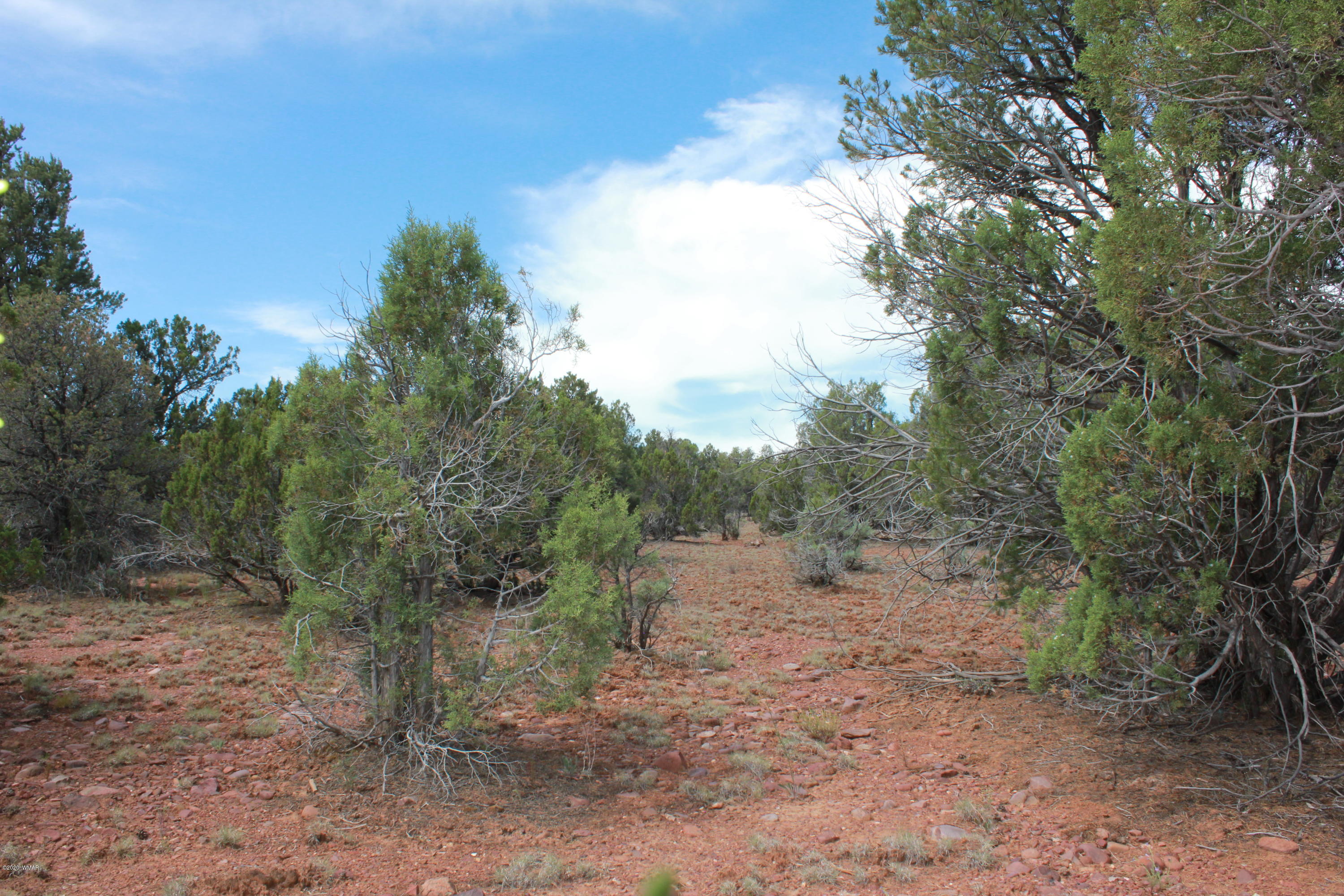 14a St Aripine Az 85933 Overgaard, AZ 85933 - Photo 21 of 35 a view of a forest with trees in the background