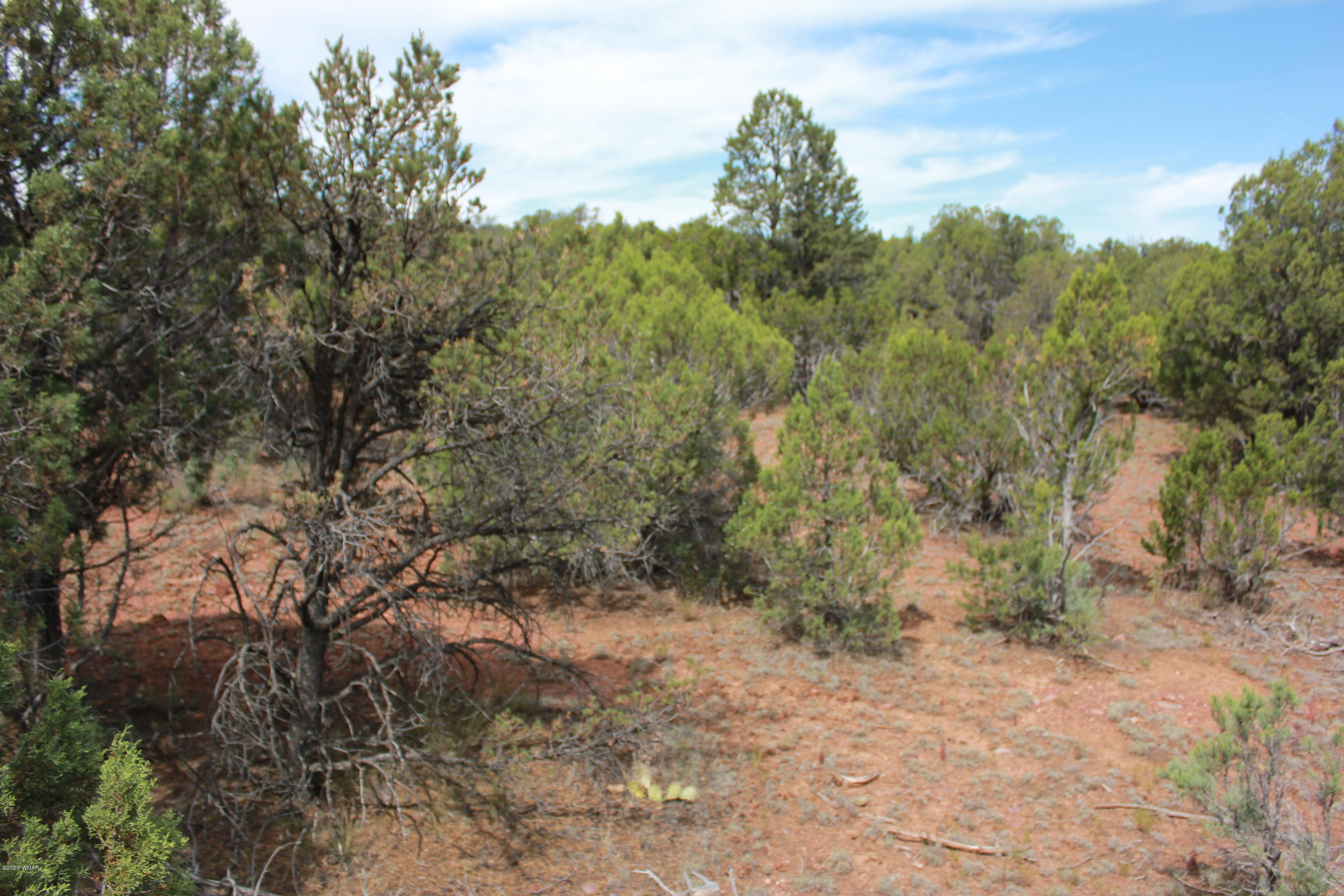 14a St Aripine Az 85933 Overgaard, AZ 85933 - Photo 22 of 35 a view of a forest with trees in the background
