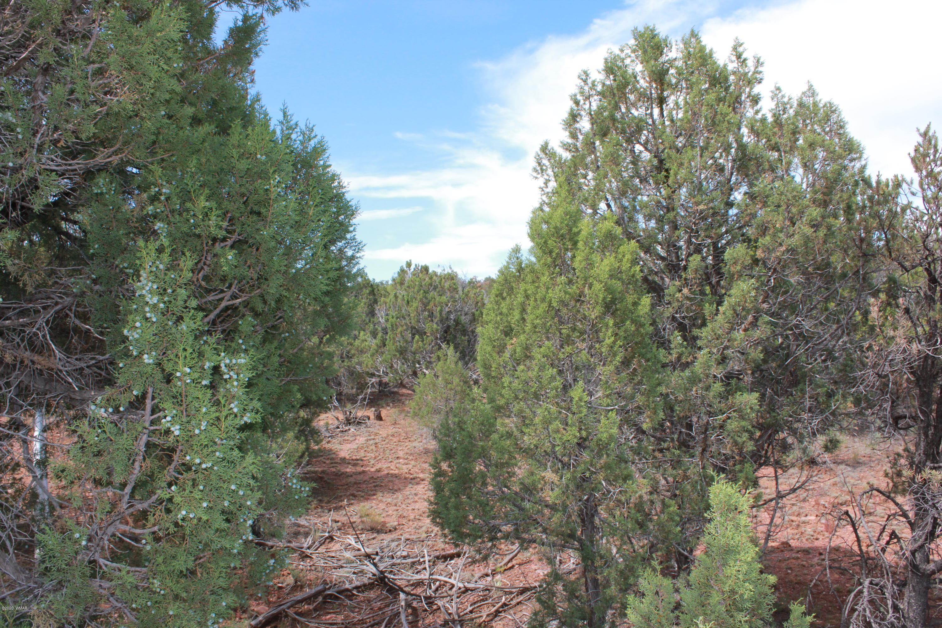 14a St Aripine Az 85933 Overgaard, AZ 85933 - Photo 23 of 35 a view of a yard with a tree