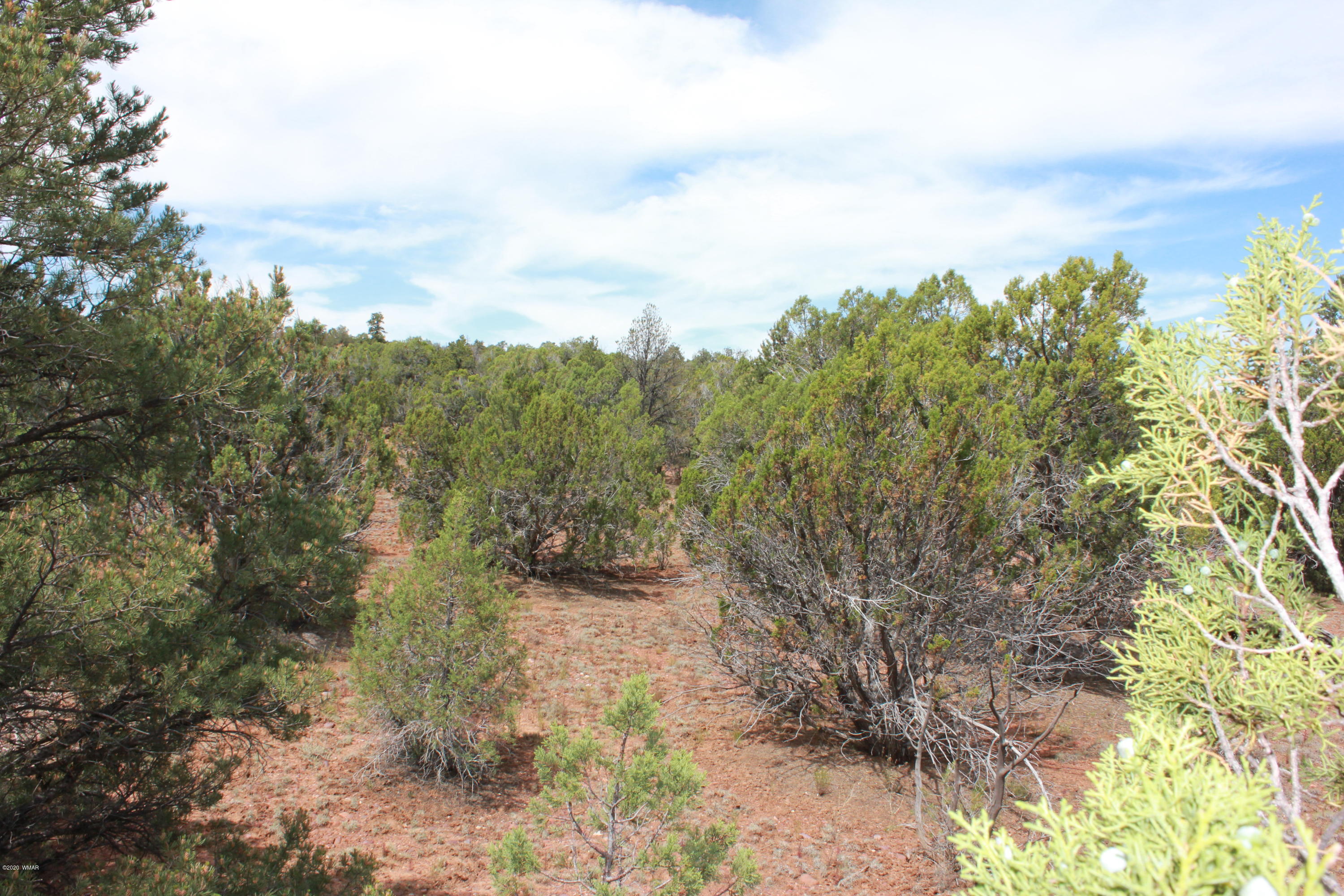 14a St Aripine Az 85933 Overgaard, AZ 85933 - Photo 24 of 35 a view of a yard with trees in the background