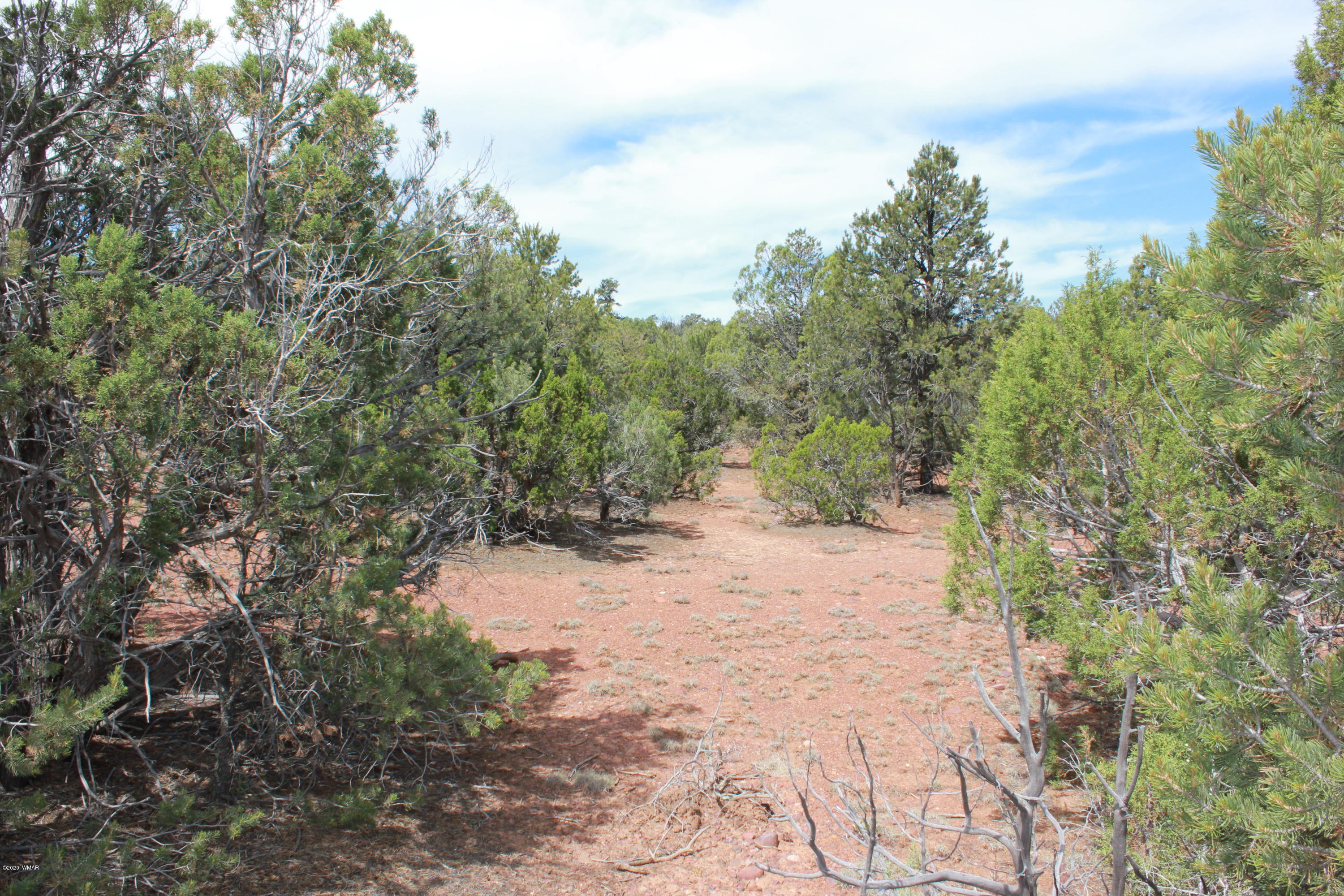 14a St Aripine Az 85933 Overgaard, AZ 85933 - Photo 27 of 35 a view of a dry yard with trees