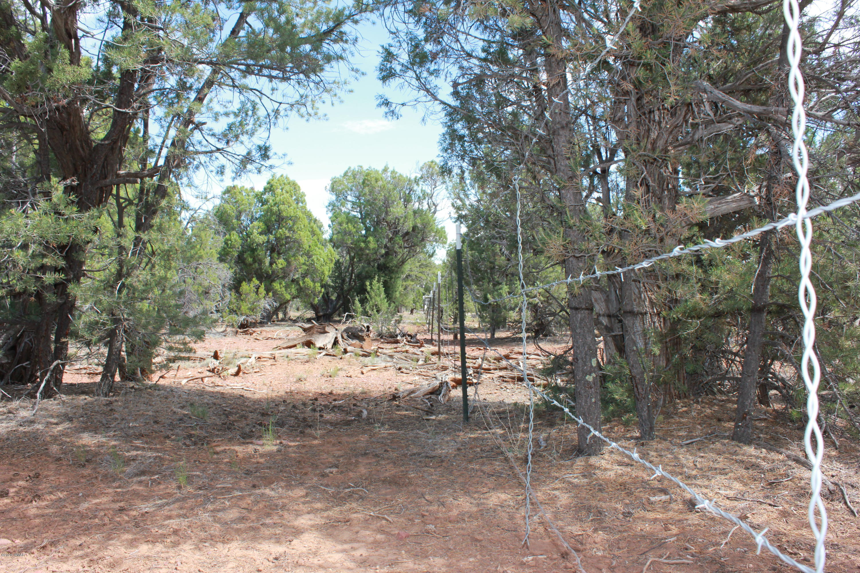 14a St Aripine Az 85933 Overgaard, AZ 85933 - Photo 33 of 35 a view of a forest with trees