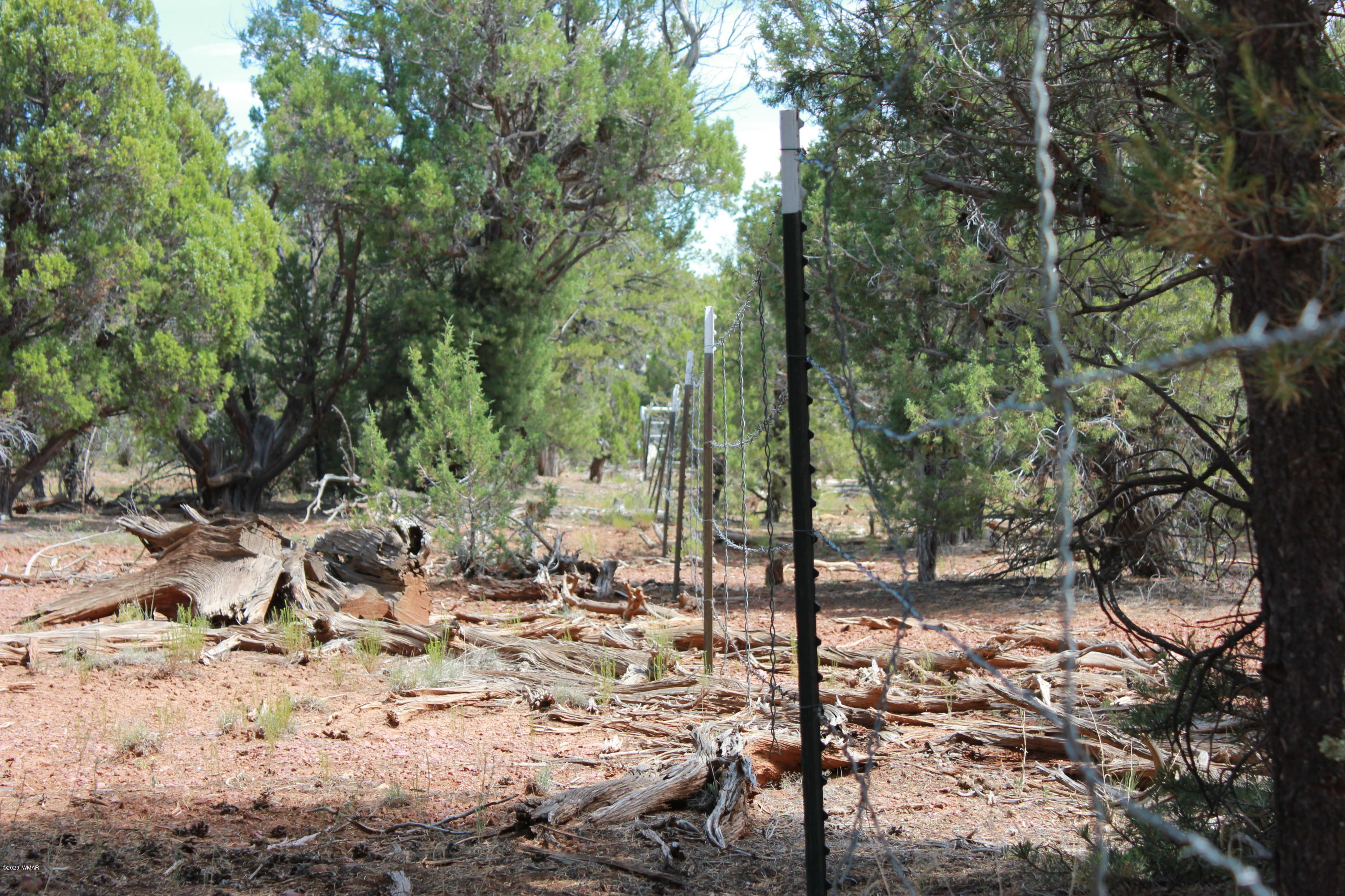 14a St Aripine Az 85933 Overgaard, AZ 85933 - Photo 34 of 35 a view of a forest filled with trees
