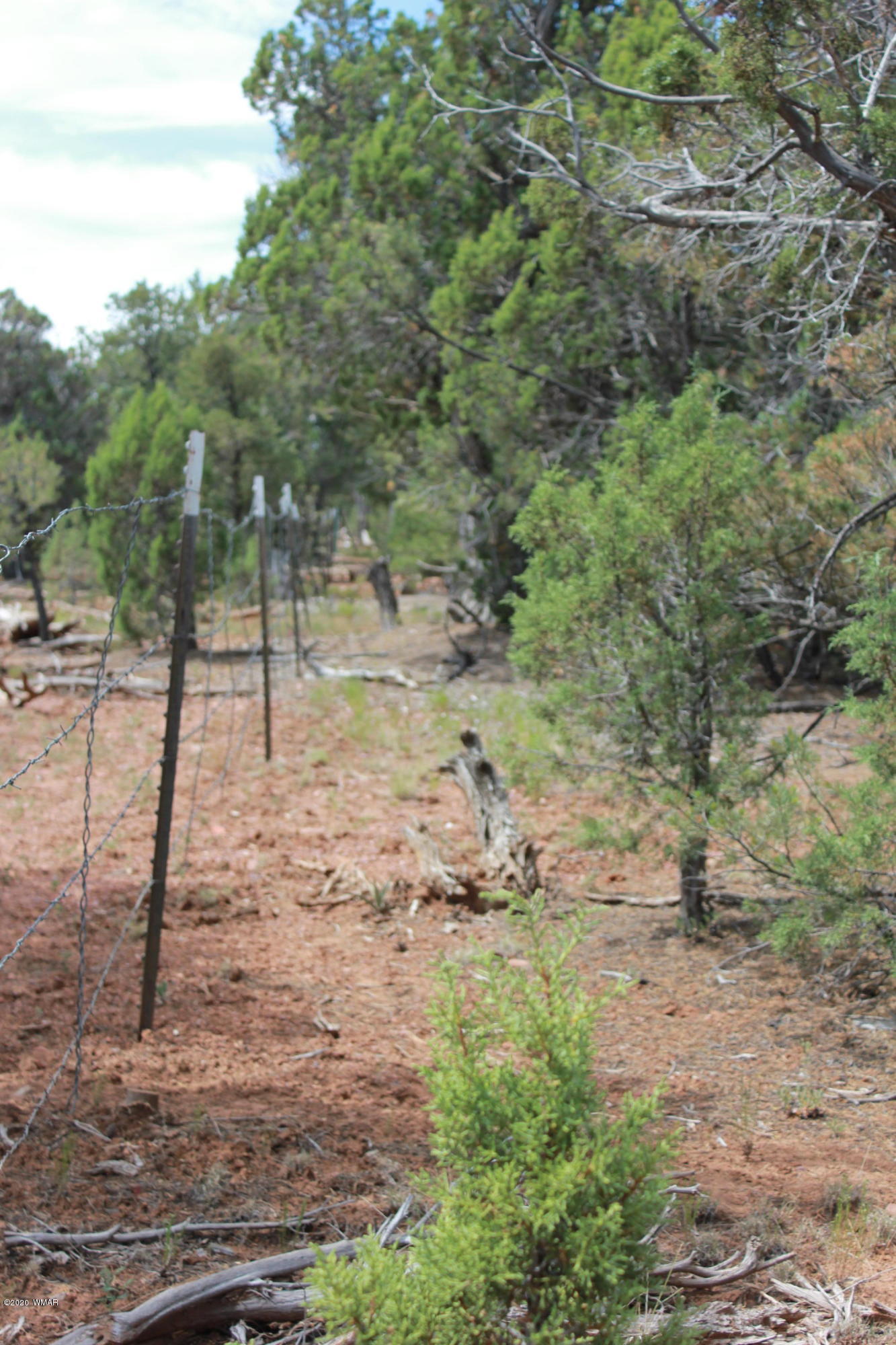 14a St Aripine Az 85933 Overgaard, AZ 85933 - Photo 8 of 35 a view of a yard with a tree