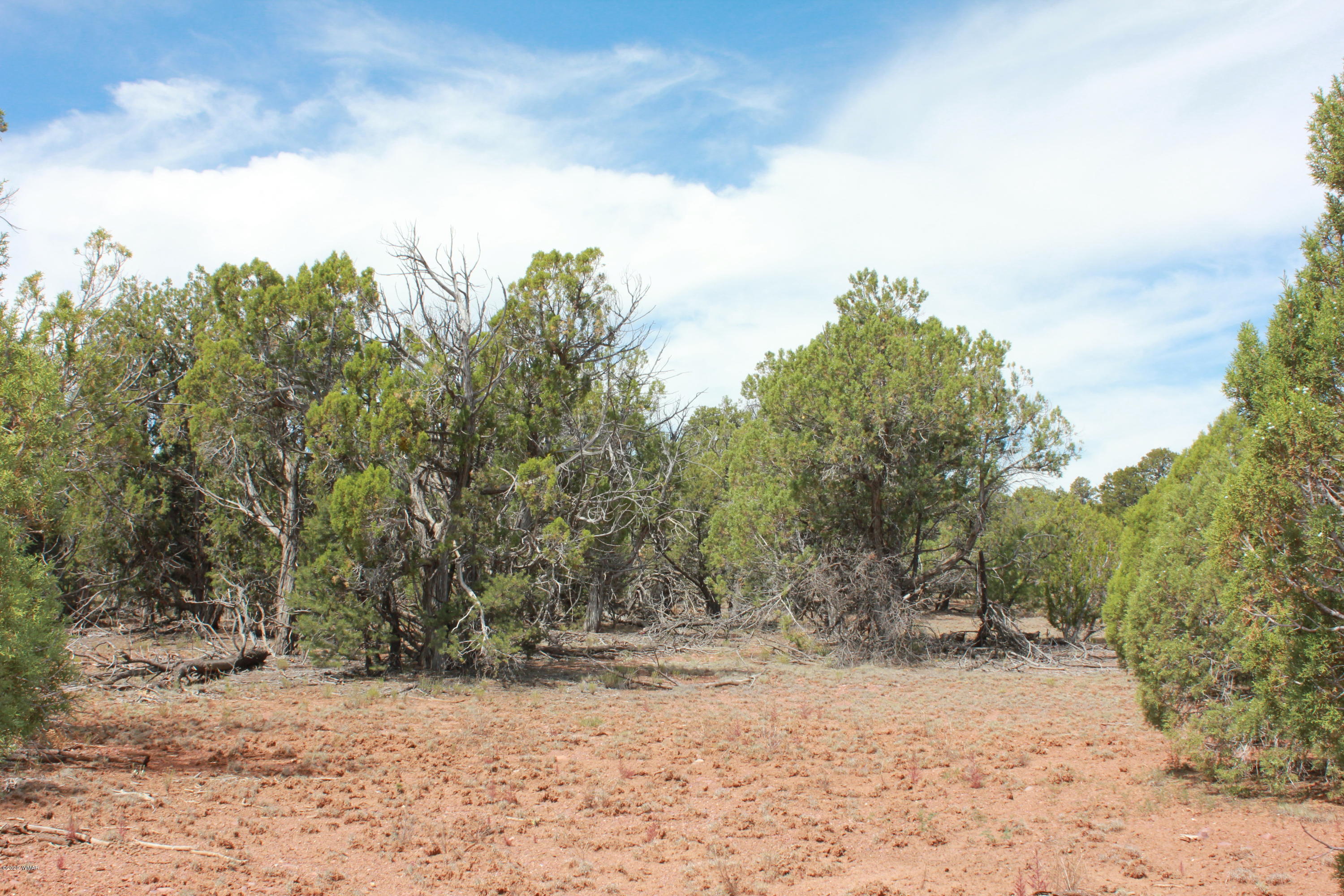 14a St Aripine Az 85933 Overgaard, AZ 85933 - Photo 10 of 35 a view of a yard with trees in the background
