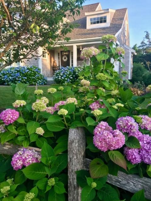 47 Briar Spring Road Orleans, MA 02653 - Photo 26 of 30 a view of a flower in a yard