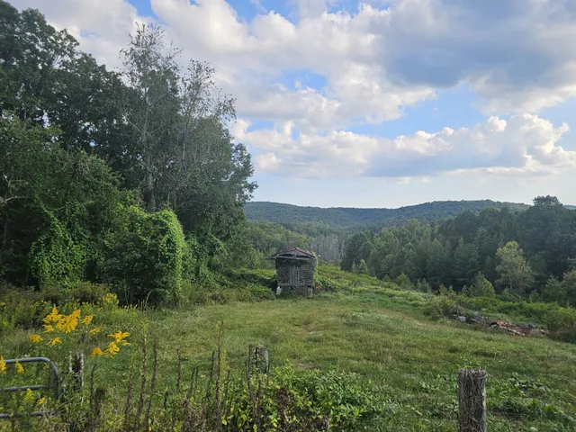 a view of a garden with an tree