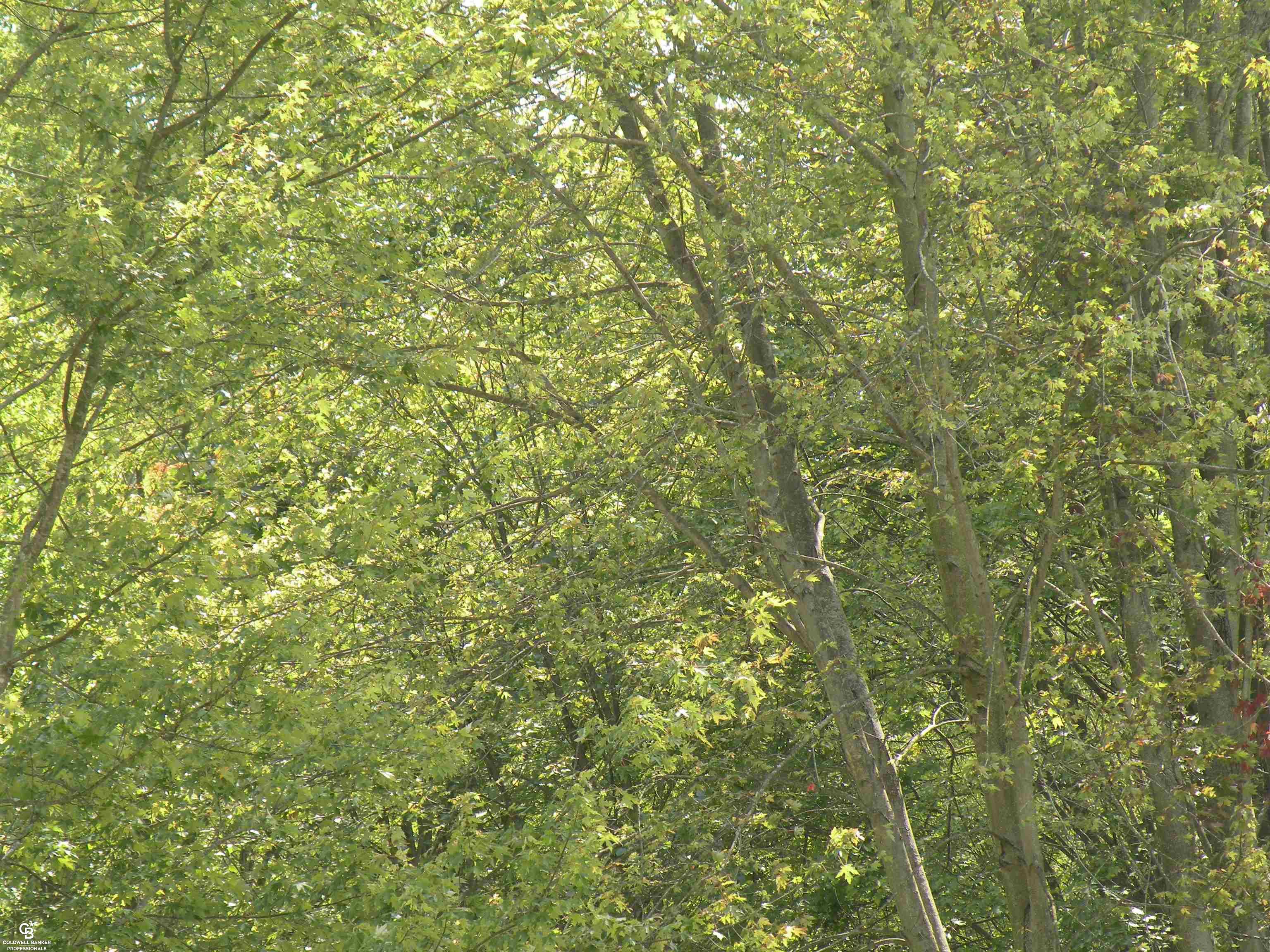 0 Meldrum Road Casco, MI 48064 - Photo 10 of 18 50120547-9.JPG