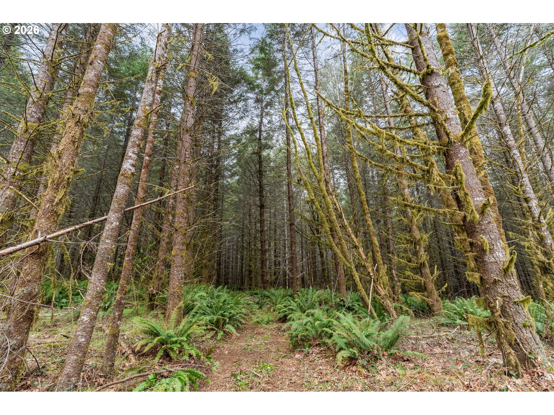 22994 Red Oak Lane Veneta, OR 97487 - Photo 13 of 28 a view of a yard