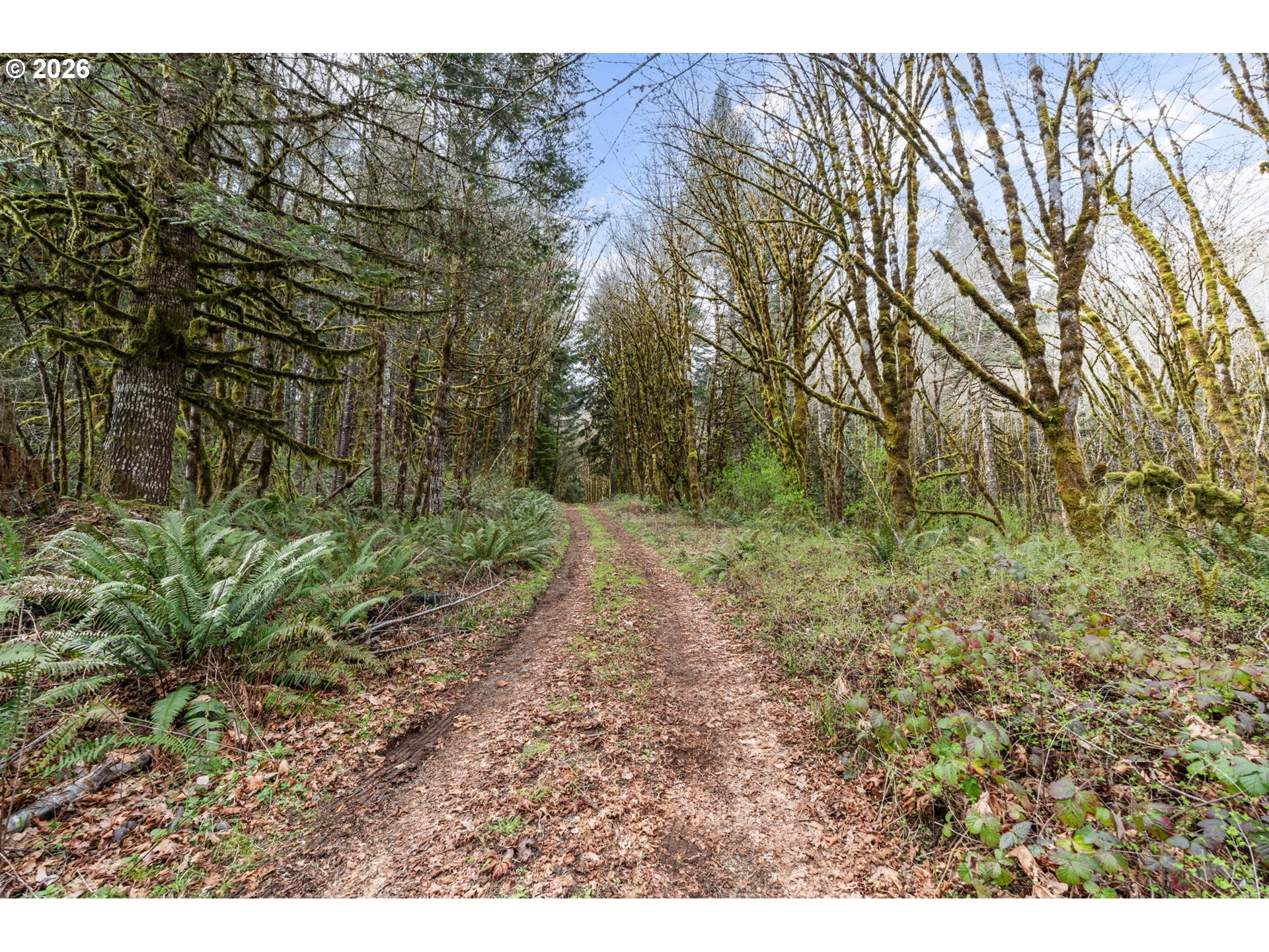 22994 Red Oak Lane Veneta, OR 97487 - Photo 9 of 28 a view of a yard with plants and large trees