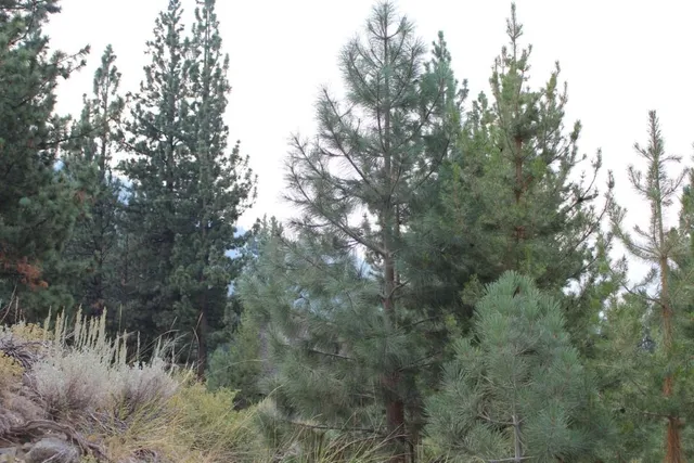 a view of a dry yard with trees