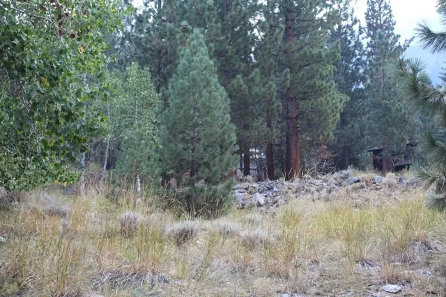 a view of a dry yard with trees