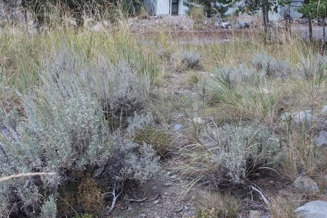 a view of a dry yard