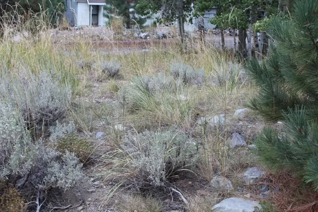 a view of a dry yard with large trees