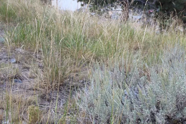 a close up of a plant in a field