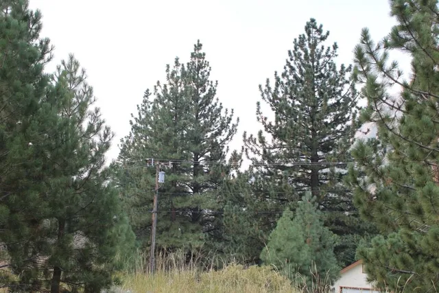 a view of a forest with trees in the background
