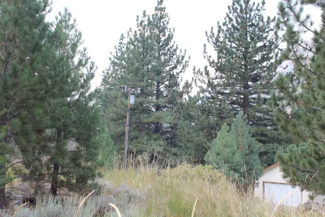 a view of a lush green forest