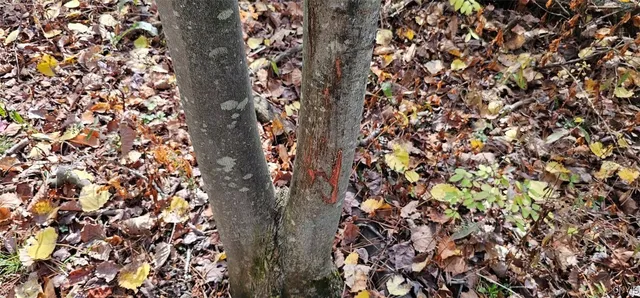 $29,900 | 417 Stocks Road, Owego, NY 13827