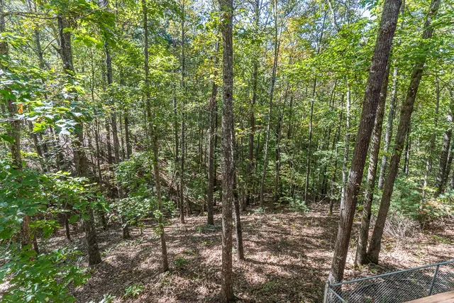 a view of a forest with trees in the background