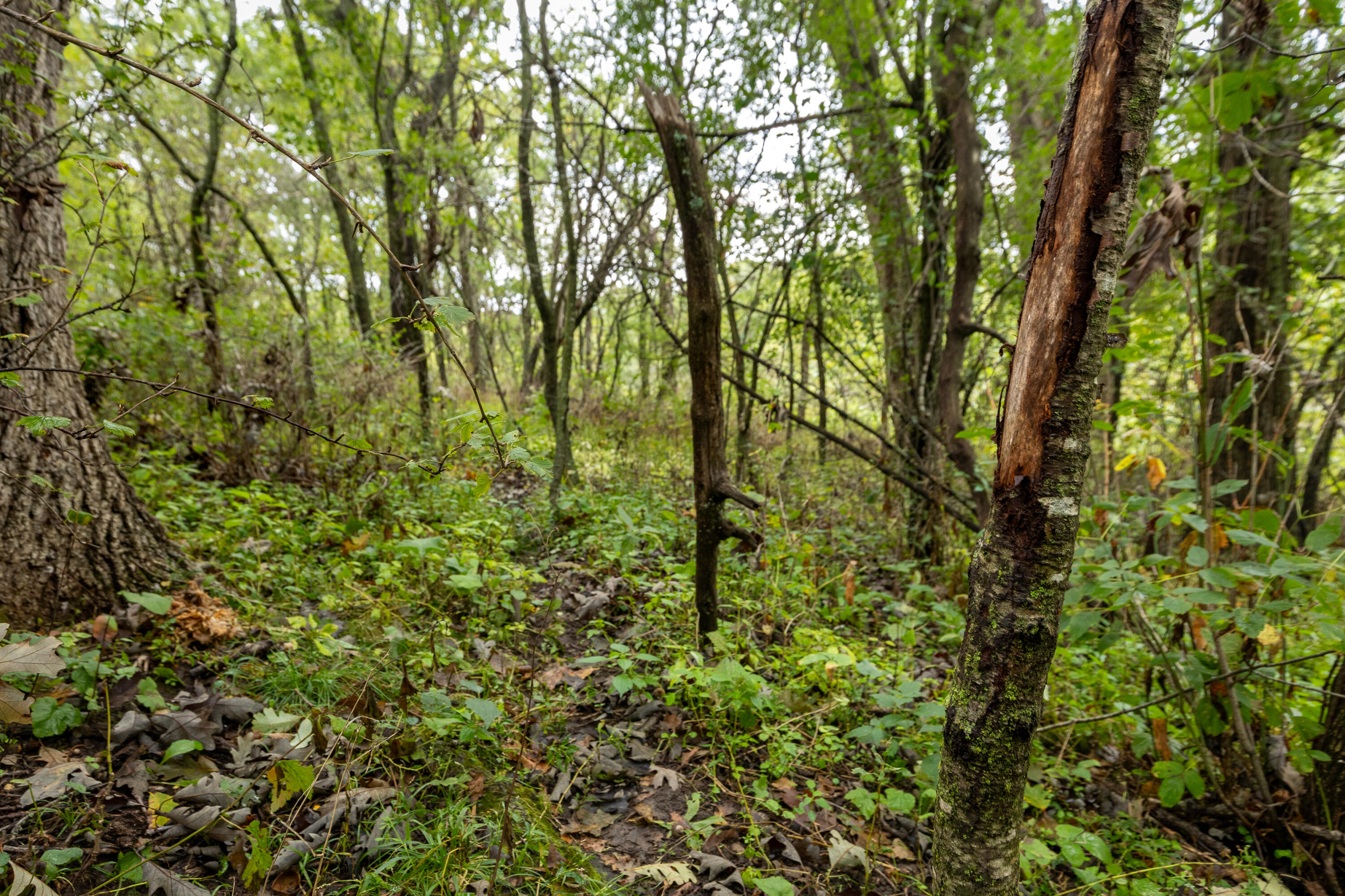 Lot 1 Seas Branch Road Westby, WI 54667 - Photo 11 of 20 Oldenburg Property -15
