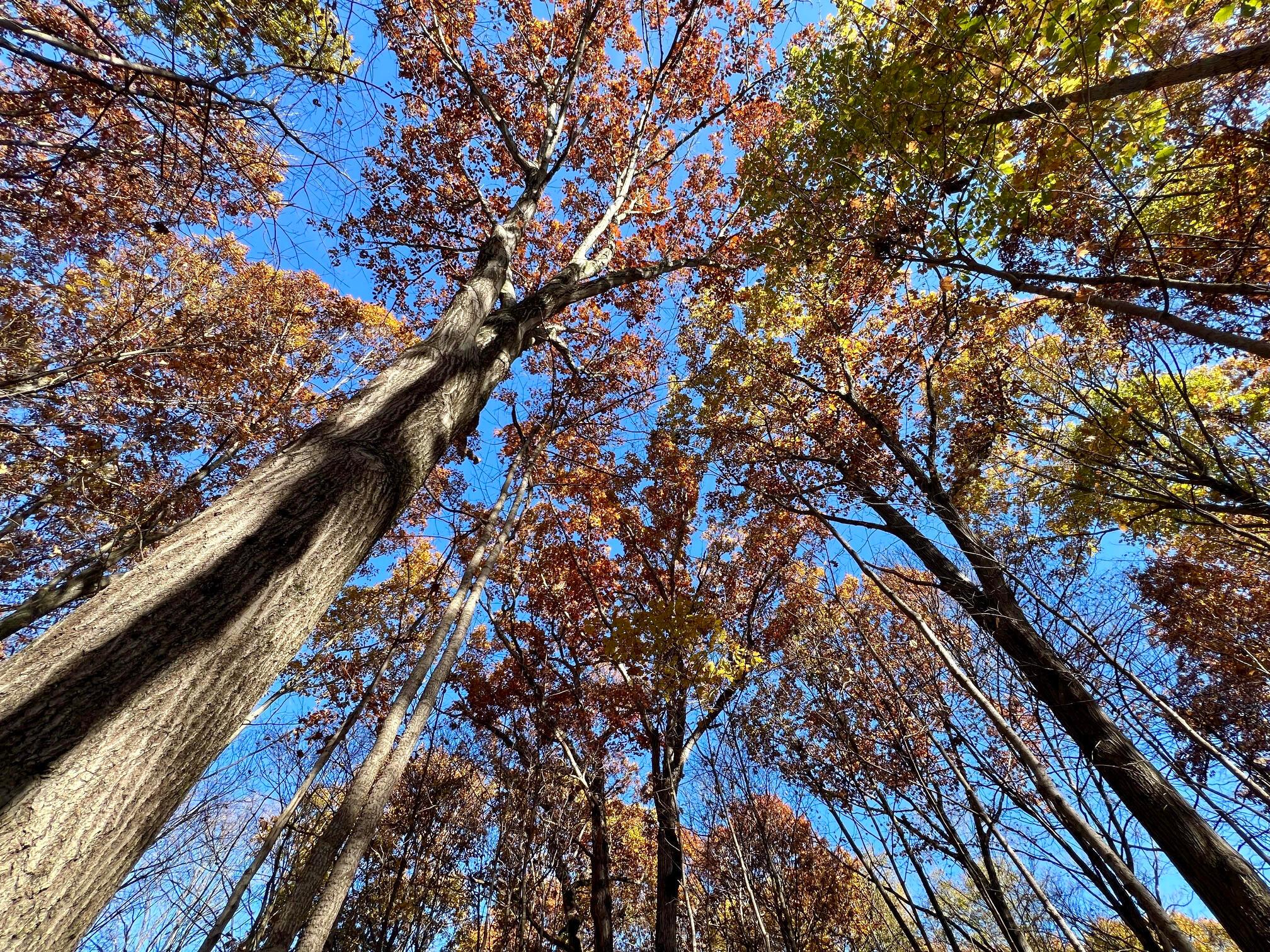 3880 Fry Road Ostrander, OH 43061 - Photo 58 of 82 A look up at the old growth oaks.