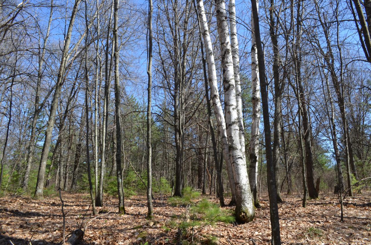Lot 5 Point O Pines Road Tomahawk, WI 54487 - Photo 9 of 25 Gallery Image 9
