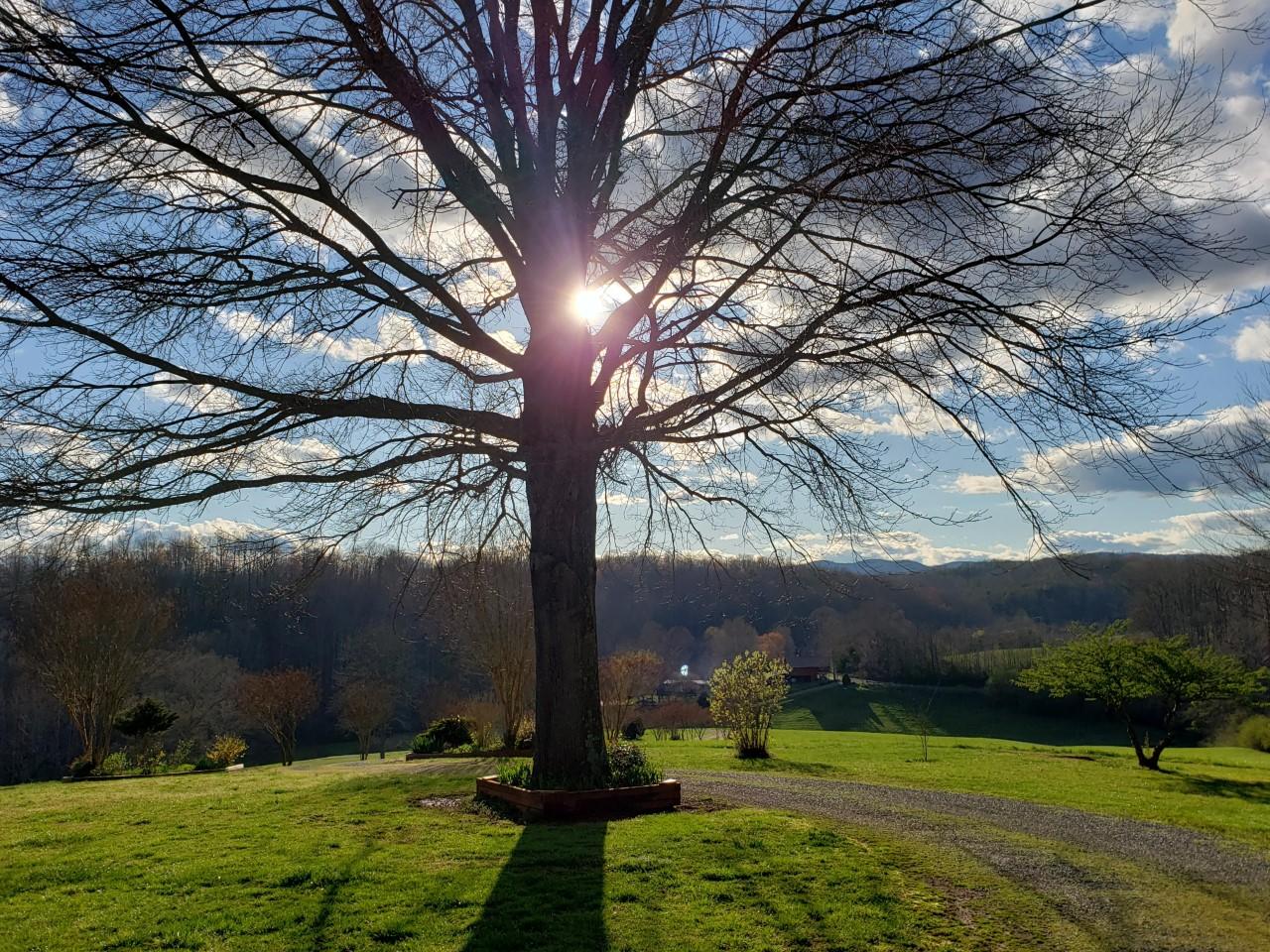 636 Beards Creek Road Ferrum, VA 24088 - Photo 42 of 52 636 beards tree with sun looking toward