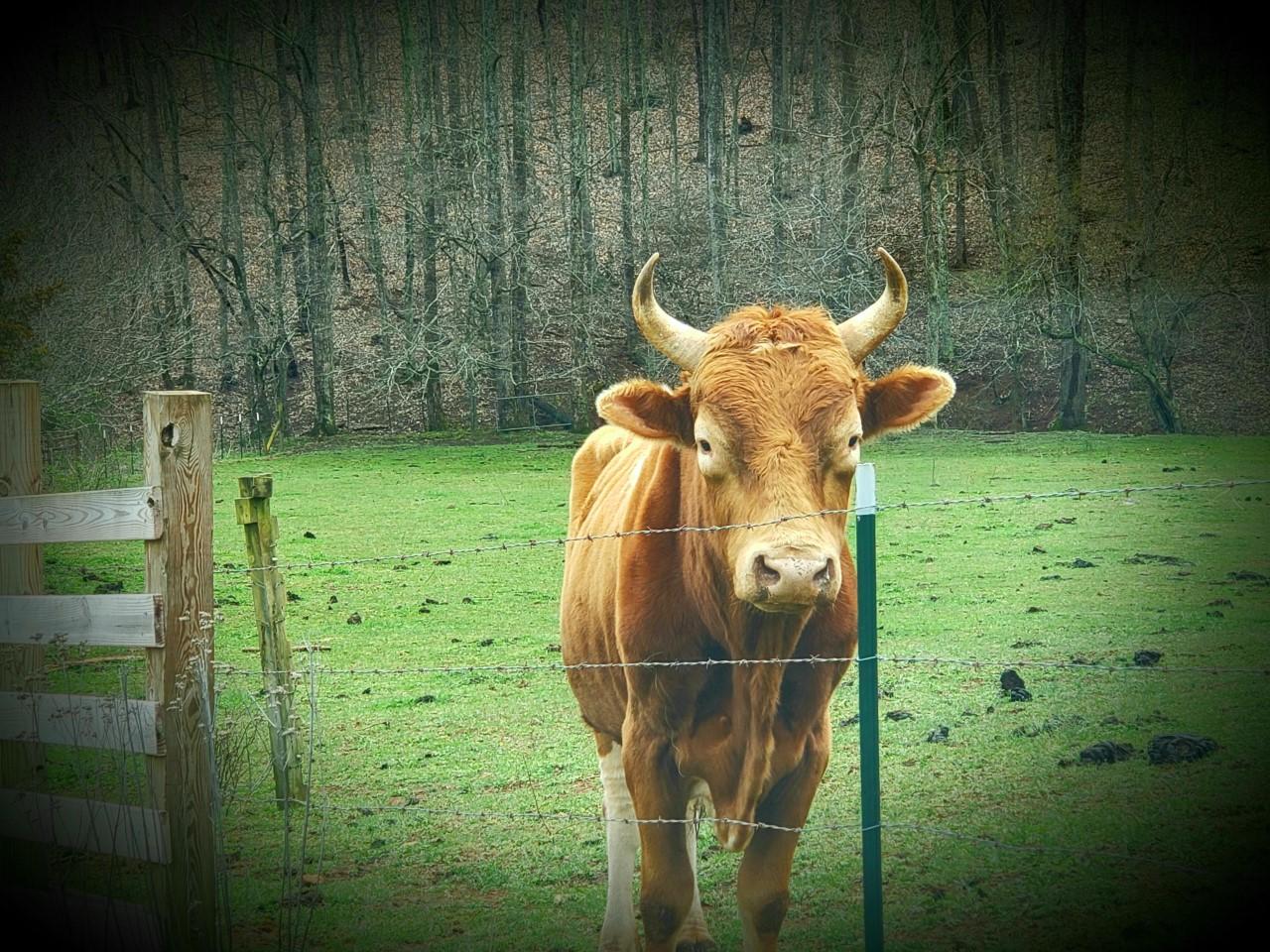 636 Beards Creek Road Ferrum, VA 24088 - Photo 6 of 52 a neighbors bull