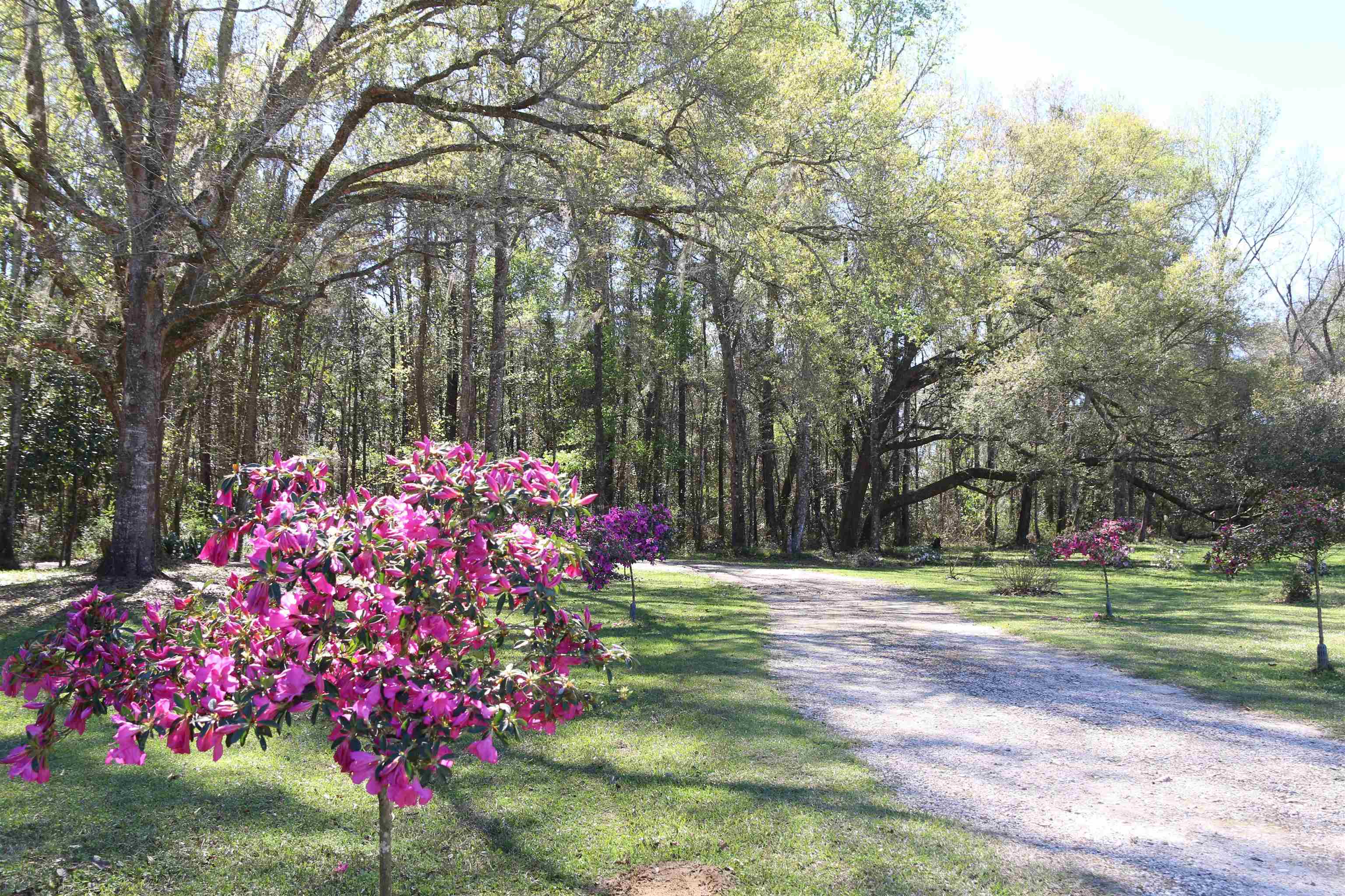 1692 Freeman Road Lamont, FL 32336 - Photo 5 of 33 Gallery Image 5