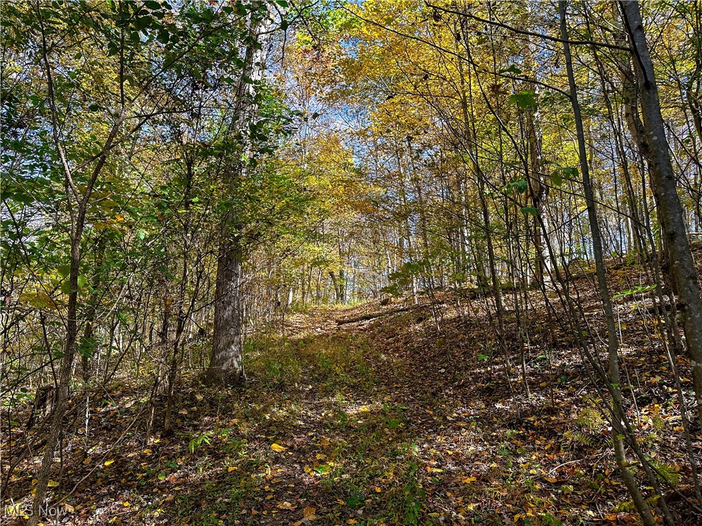 0 Clark Road Cutler, OH 45724 - Photo 6 of 26 View of undeveloped land