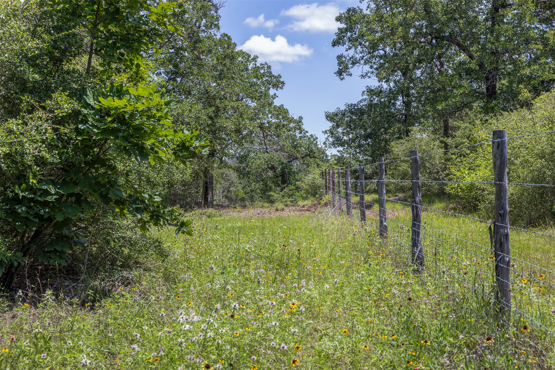 1004 22 Hills Road Gause, TX 77857 - Photo 15 of 37 A rural landscape with a wire fence delineating a property line amidst wild greenery.
