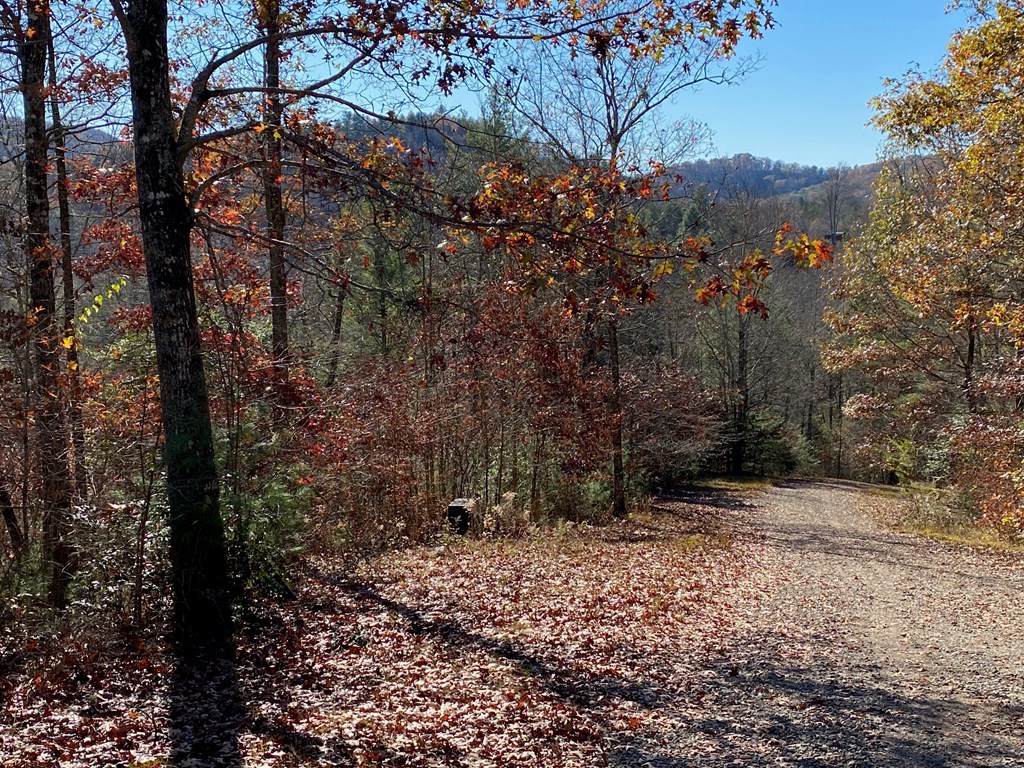 Lot 24 Thimble Loop Murphy, NC 28906 - Photo 3 of 5 a view of a forest with trees