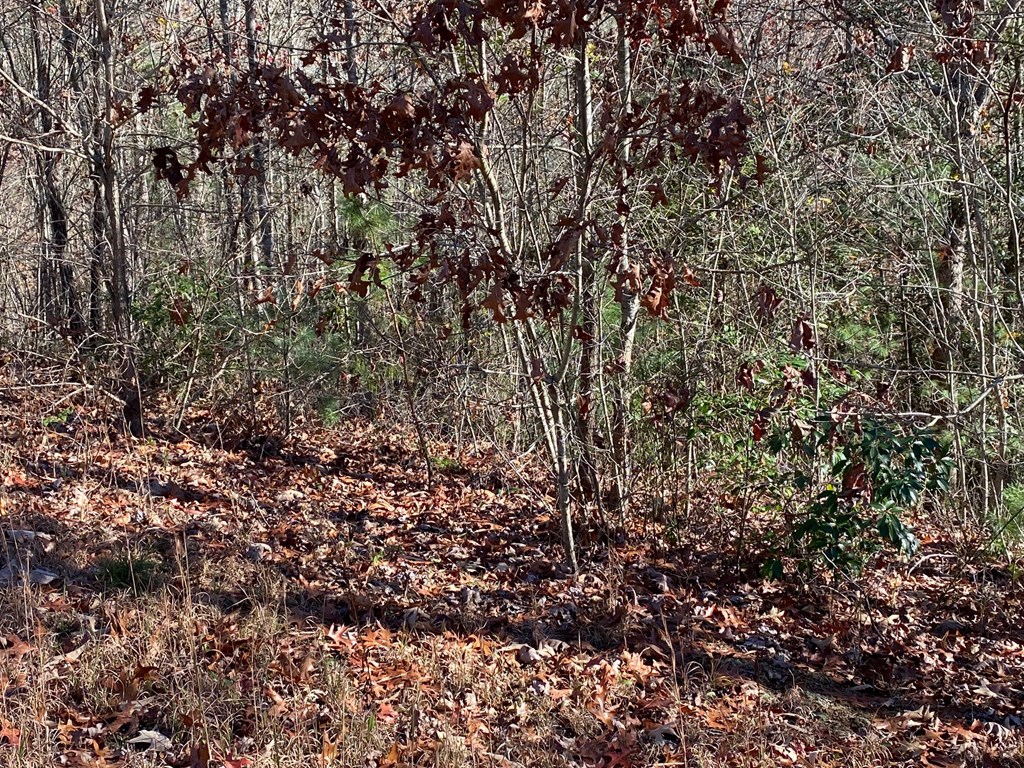 Lot 24 Thimble Loop Murphy, NC 28906 - Photo 5 of 5 a view of a tree with a tree