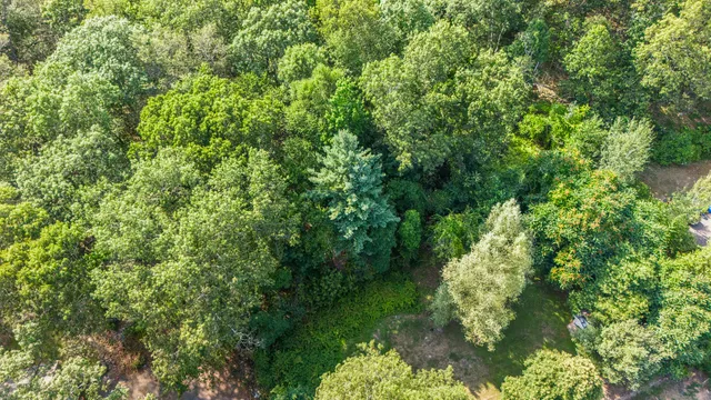 a view of a lush green forest