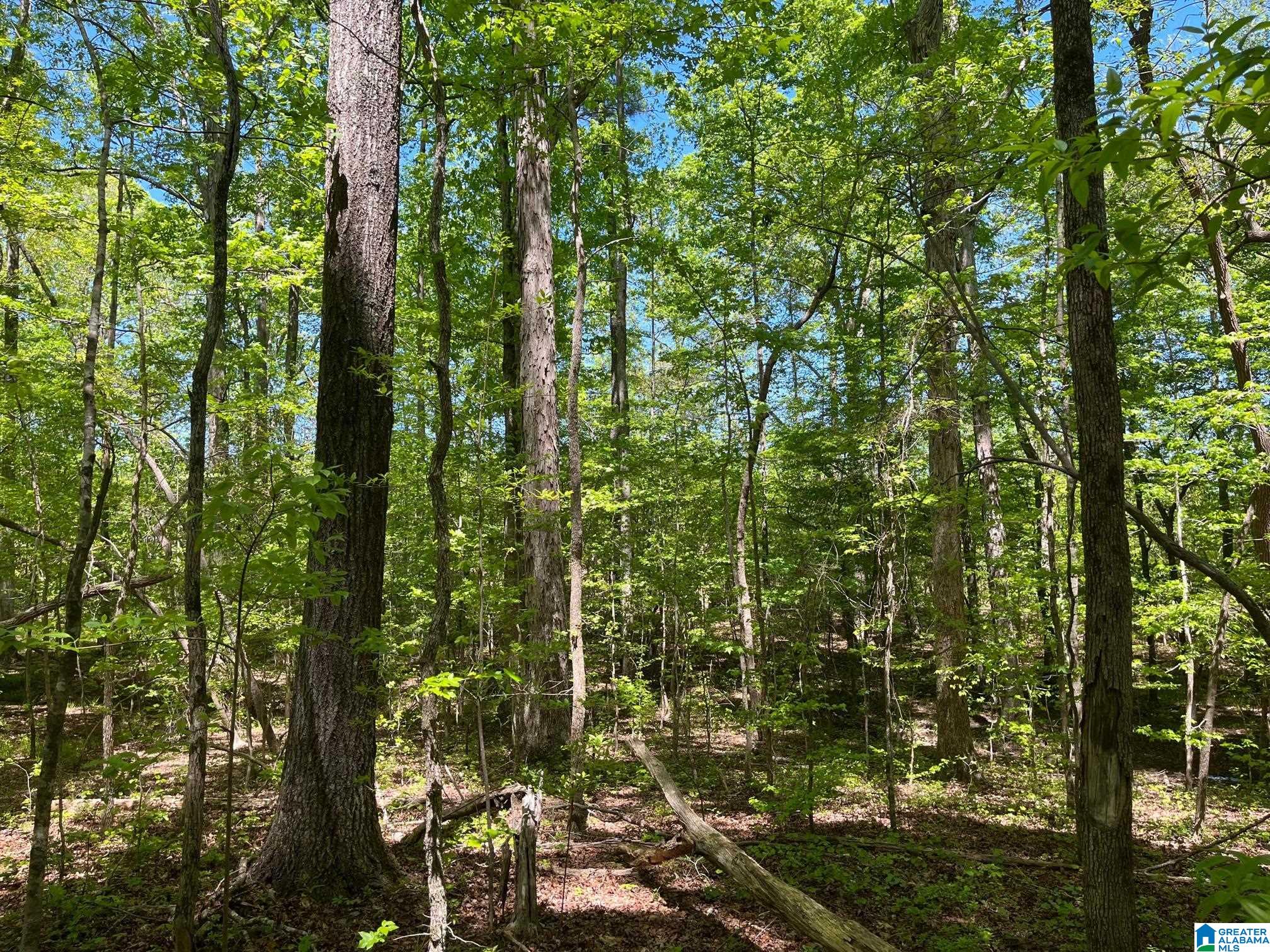 662 Blair Road, Unit 231 AC Ashland, AL 36251 - Photo 5 of 7