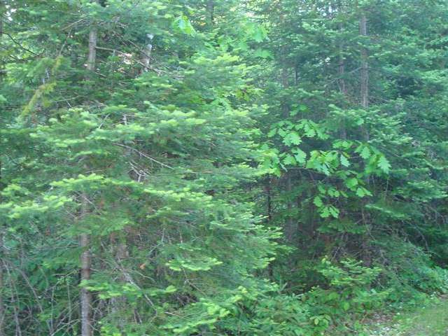 On Ripco Road, Unit 38 Rhinelander, WI 54501 - Photo 3 of 3 Gallery Image 3