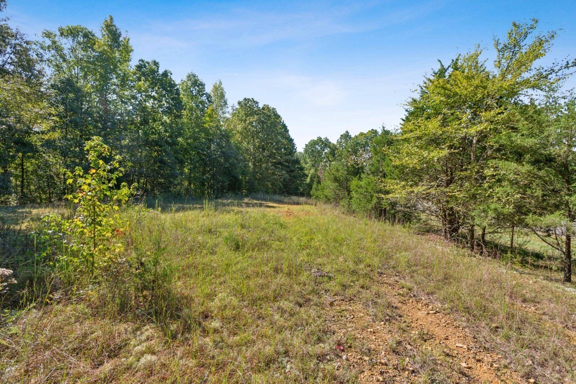 4455 Tarsus Road Palmyra, TN 37142 - Photo 8 of 38 a view of a yard with a tree