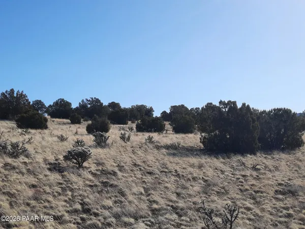 a view of a dry yard with lots of trees