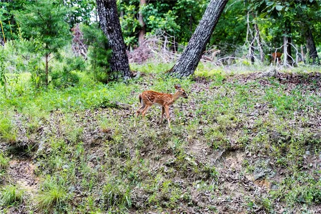 a view of a plants in a garden