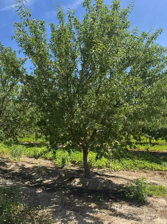 $1,350,000 | 8490 1/2 East Rose Avenue, Selma, CA 93662